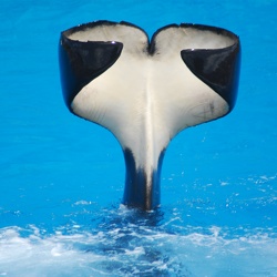 Orcas